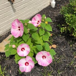 Meet your Posher, Trusha